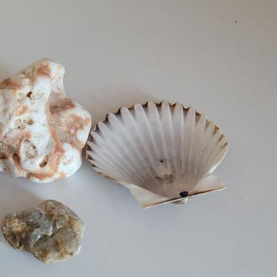 Lot 577: Rocks, Shell and Coral