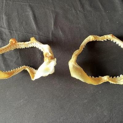 LOT#A367: Shark Jaw Lot #1