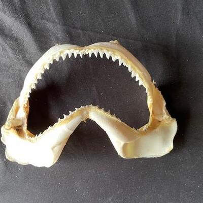 LOT#A367: Shark Jaw Lot #1