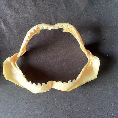LOT#A367: Shark Jaw Lot #1