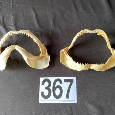 LOT#A367: Shark Jaw Lot #1