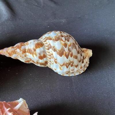 LOT#A368: Shell Lot #1