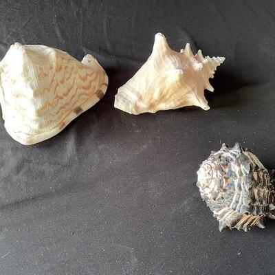 LOT#A368: Shell Lot #1