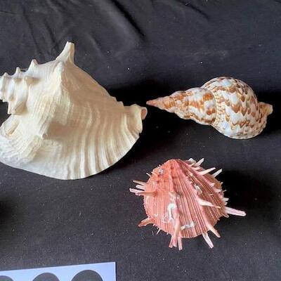 LOT#A368: Shell Lot #1