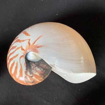 LOT#A368: Shell Lot #1
