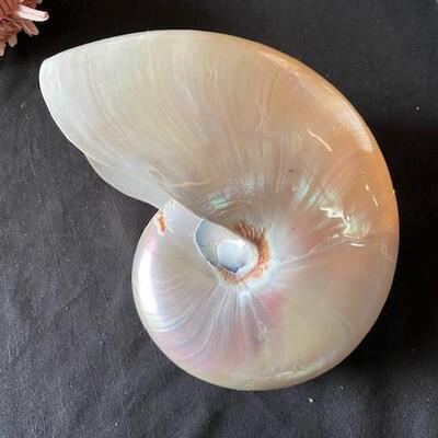 LOT#A368: Shell Lot #1