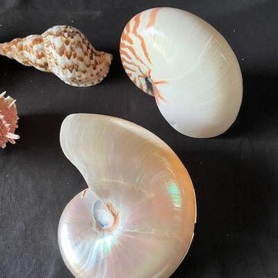 LOT#A368: Shell Lot #1