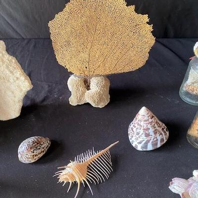 LOT#A369: Shell & Coral Lot #2