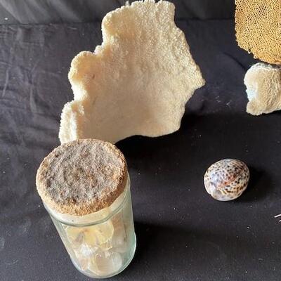 LOT#A369: Shell & Coral Lot #2