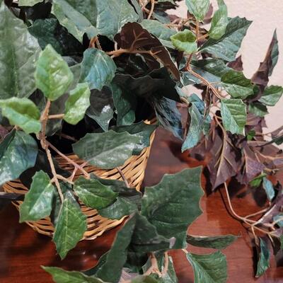 Lot 251: Silk Ivy 