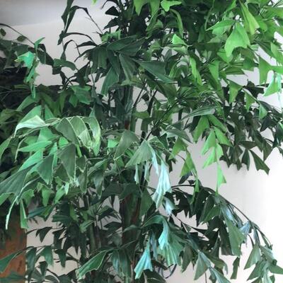 8 foot artificial fishtail plant
