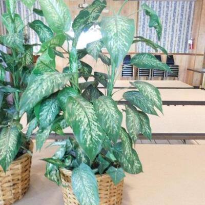 Pair of Artificial Plants in Basket Planters 31