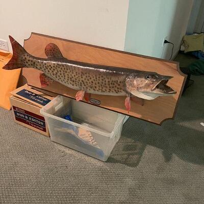 LARGE FISH (TROUT?) MOUNT TAXIDERMY. MINOR DAMAGE TO 2 FINS. 35"L. BUY IT NOW $200