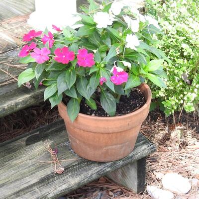 Potted flowers