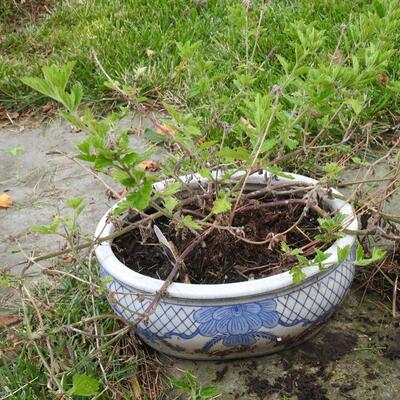 Large, flat Asian style flower pot
