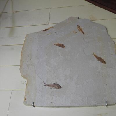 Sandstone fish fossils