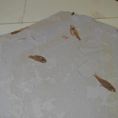 Sandstone fish fossils