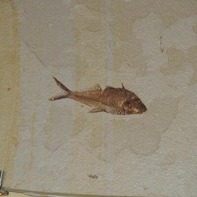 Sandstone fish fossils