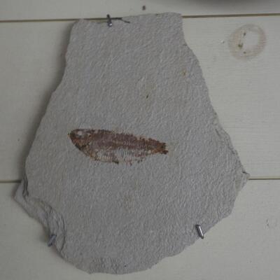 Sandstone fossilized fish