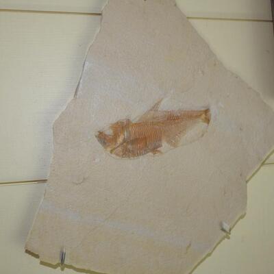 Sandsstone fossilized fish