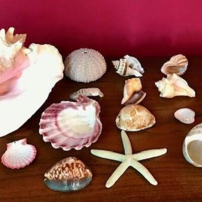 Lot of 15 Sea Shells