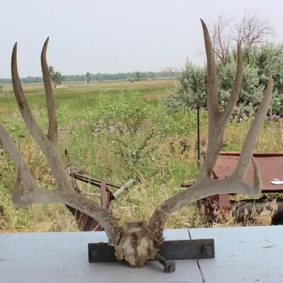   ANTLERS