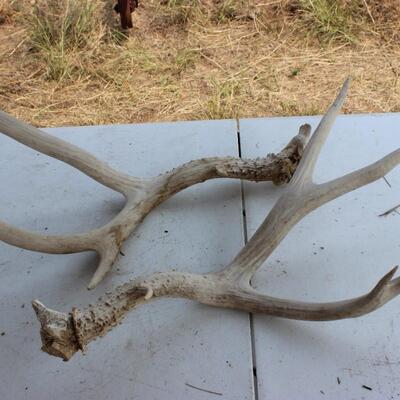   ANTLERS