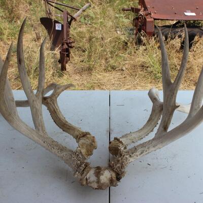   ANTLERS