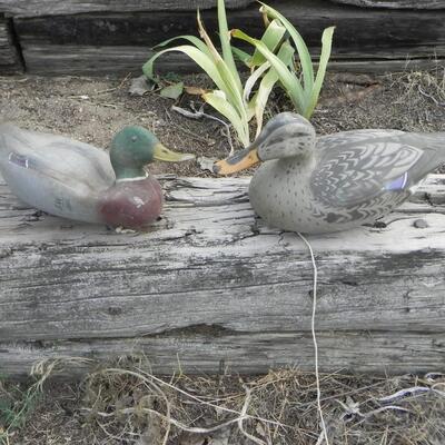     DUCK DECOY'S 