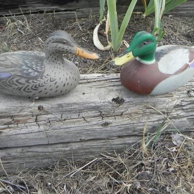     DUCK DECOY'S 