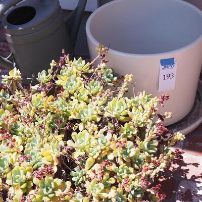 Lot 193- Empty pots, watering can, live succulent