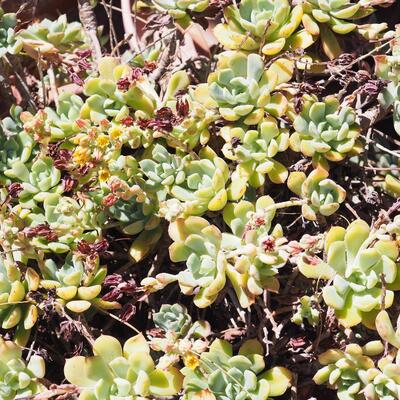 Lot 193- Empty pots, watering can, live succulent