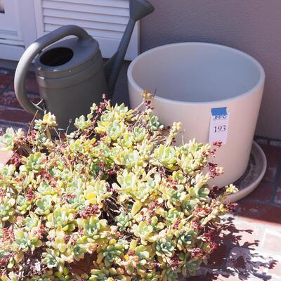 Lot 193- Empty pots, watering can, live succulent