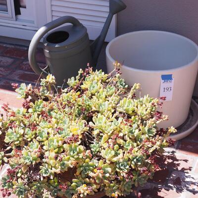 Lot 193- Empty pots, watering can, live succulent