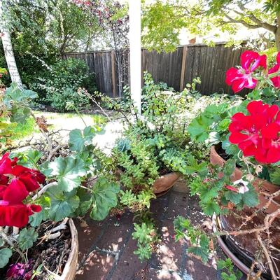 Lot 196  large live geraniums , succulents, pots and saucers
