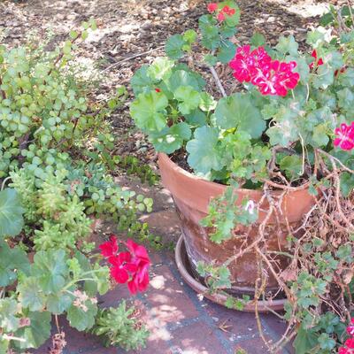 Lot 196  large live geraniums , succulents, pots and saucers