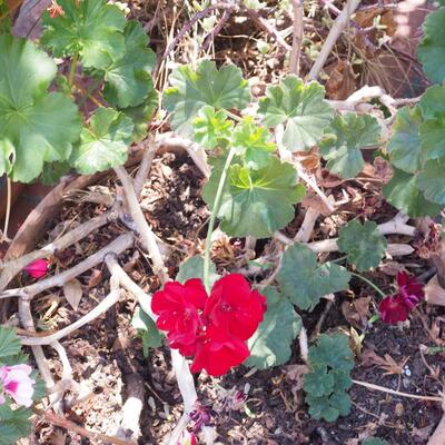 Lot 196  large live geraniums , succulents, pots and saucers