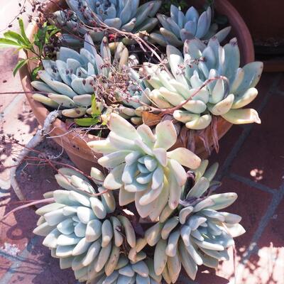 Lot 196  large live geraniums , succulents, pots and saucers