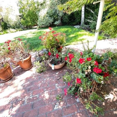Lot 196  large live geraniums , succulents, pots and saucers