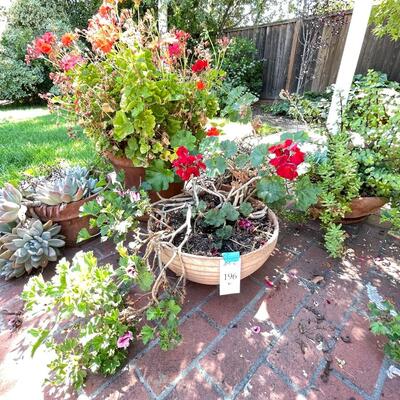 Lot 196  large live geraniums , succulents, pots and saucers