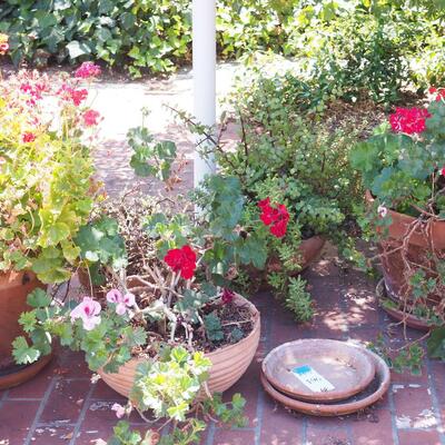 Lot 196  large live geraniums , succulents, pots and saucers