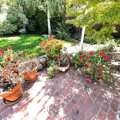 Lot 196  large live geraniums , succulents, pots and saucers