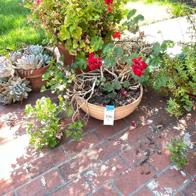 Lot 196  large live geraniums , succulents, pots and saucers