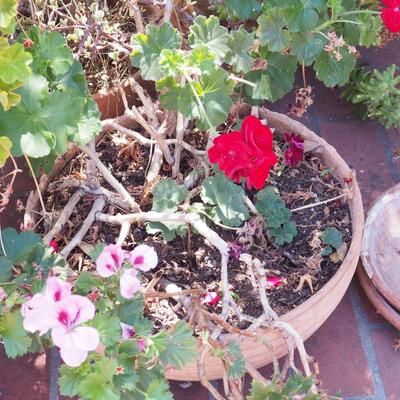 Lot 196  large live geraniums , succulents, pots and saucers