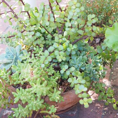 Lot 196  large live geraniums , succulents, pots and saucers