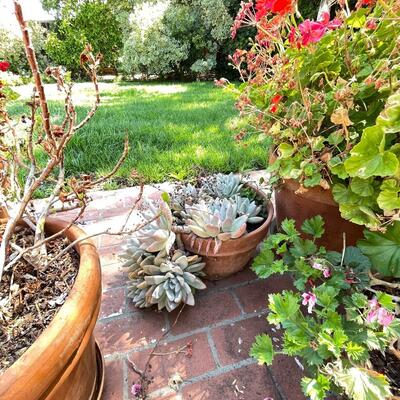 Lot 196  large live geraniums , succulents, pots and saucers