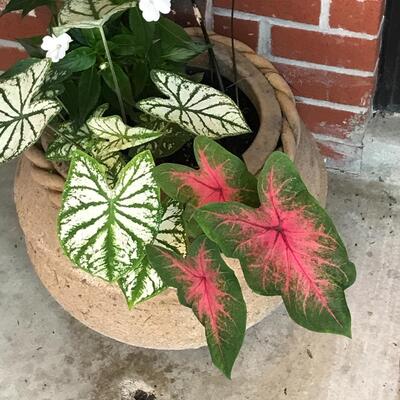 Large flower pots