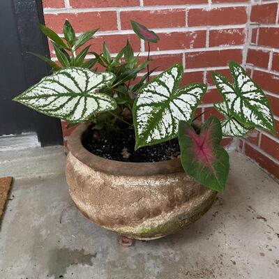 Large flower pots