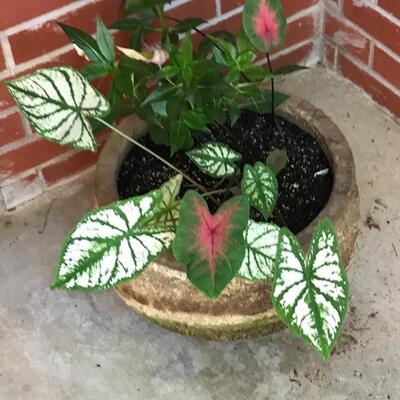 Large flower pots