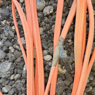Lot 355: Orange Extension Cord